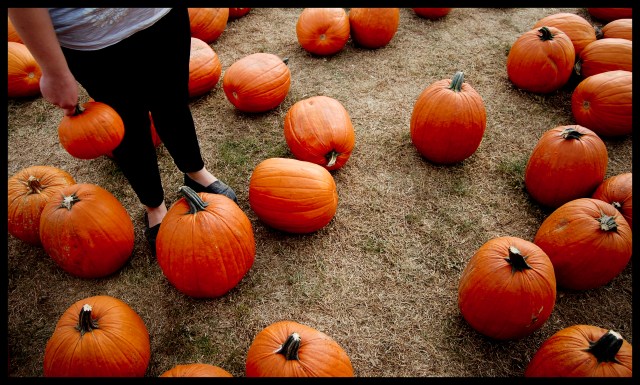 pumpkins